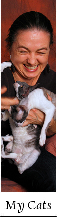 Cornish Rex Cats