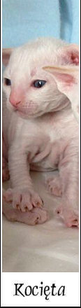 Koci�ta Cornish Rex