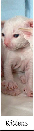 Kittens Cornish Rex